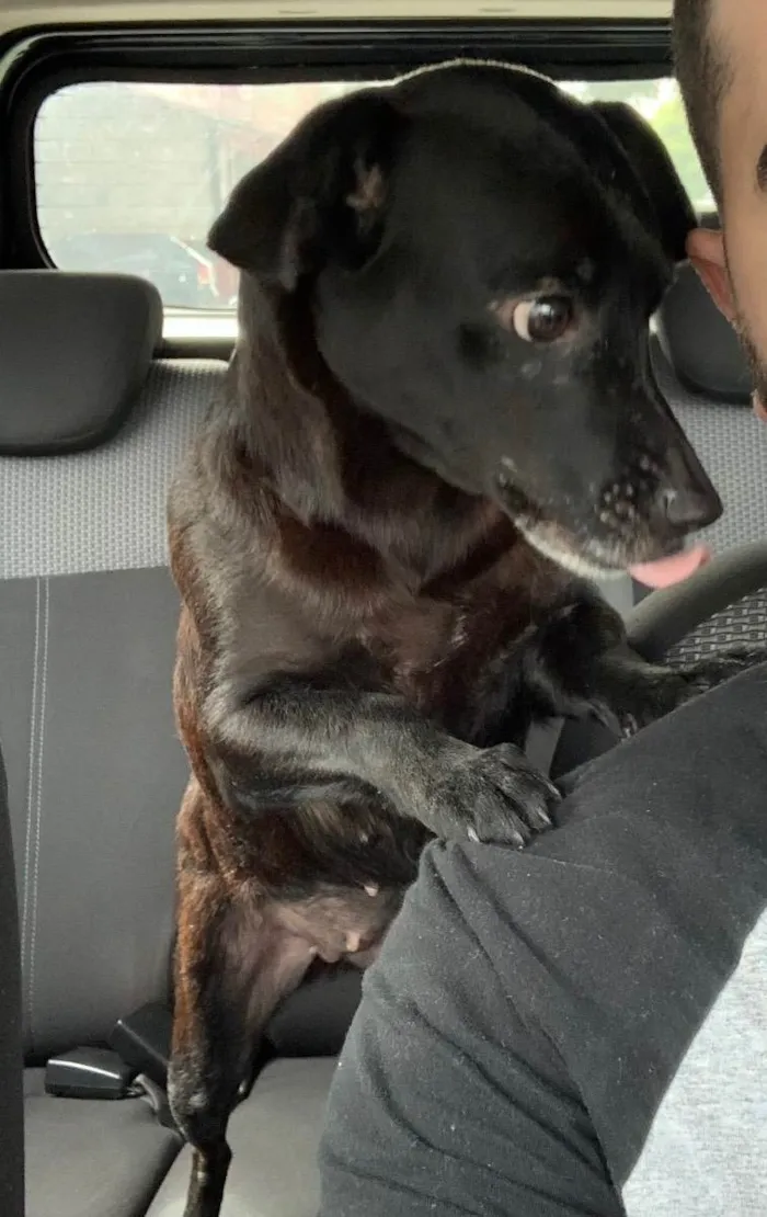Cachorro ra a SRD idade 2 anos nome Nina