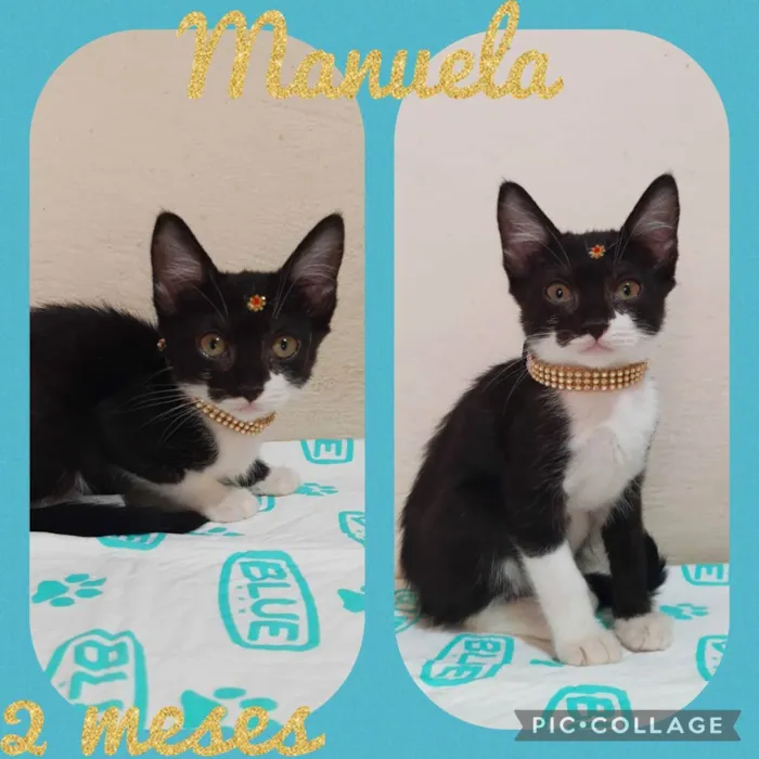 Gato raça SRD  idade Abaixo de 2 meses nome Manuela 