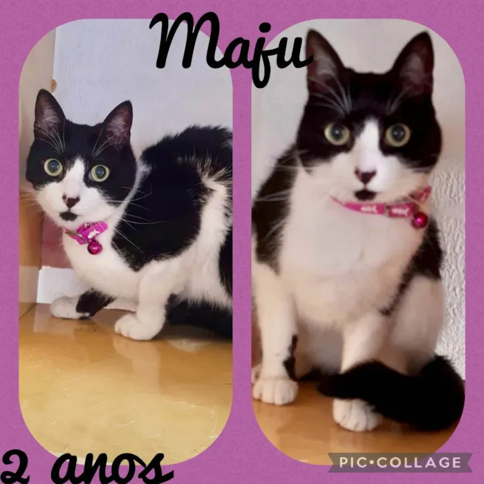 Gato raça SRD  idade 2 anos nome Maju