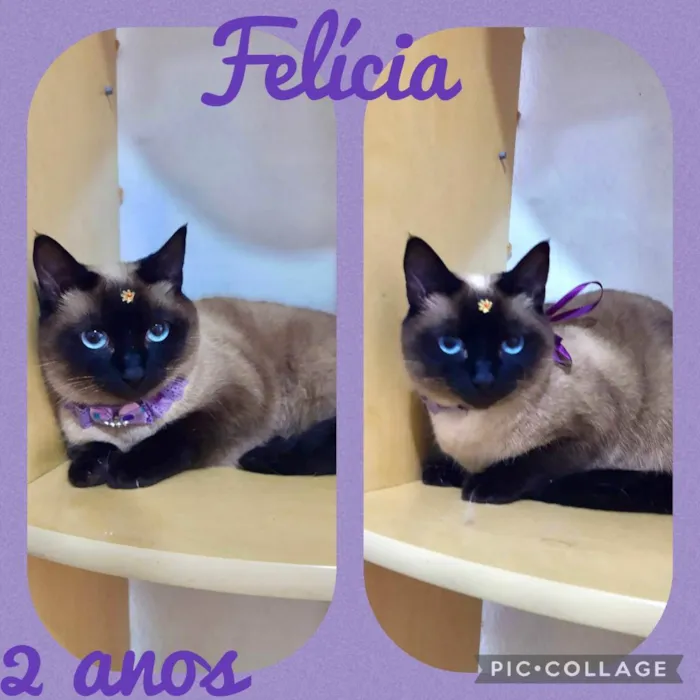Gato raça SRD  idade 2 anos nome Felícia