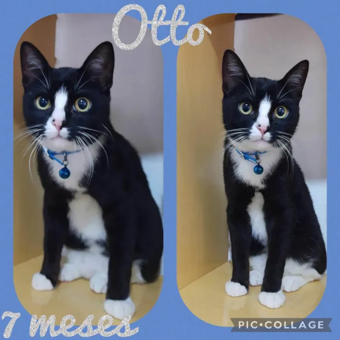 Gato raça SRD  idade 7 a 11 meses nome Otto 