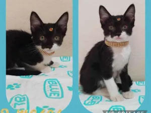 Gato raça SRD  idade Abaixo de 2 meses nome Manuela 