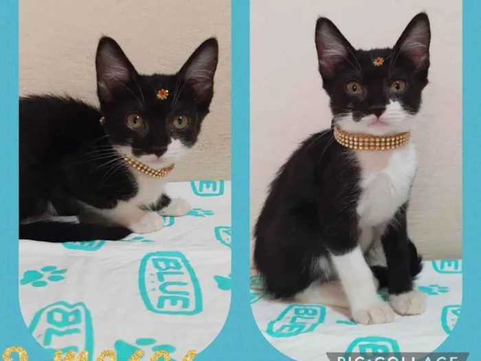 Gato raça SRD  idade Abaixo de 2 meses nome Manuela 