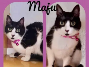 Gato raça SRD  idade 2 anos nome Maju