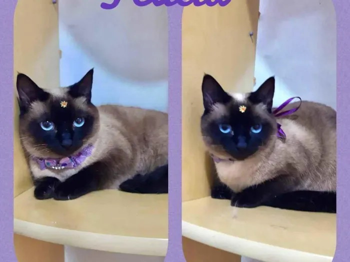 Gato raça SRD  idade 2 anos nome Felícia