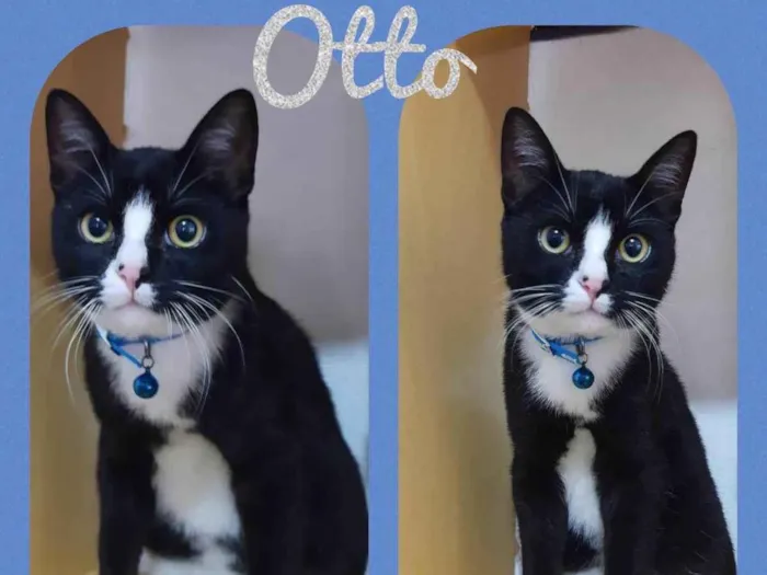 Gato raça SRD  idade 7 a 11 meses nome Otto 