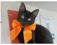 DALILA