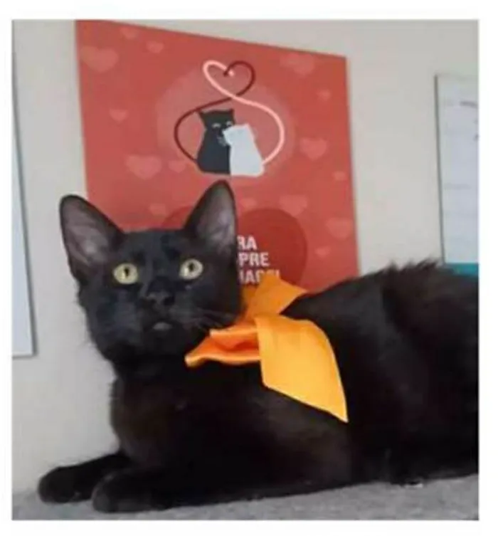 Gato ra a srd idade 2 a 6 meses nome DALILA