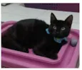 DALILA