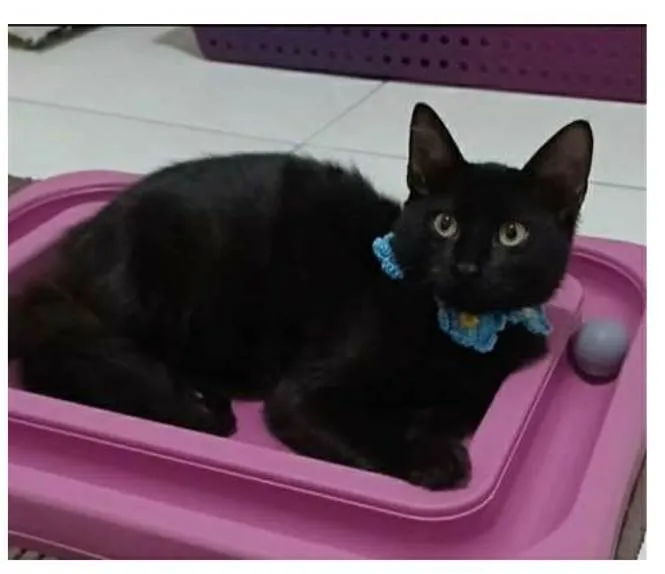 Gato ra a srd idade 2 a 6 meses nome DALILA