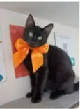 DALILA