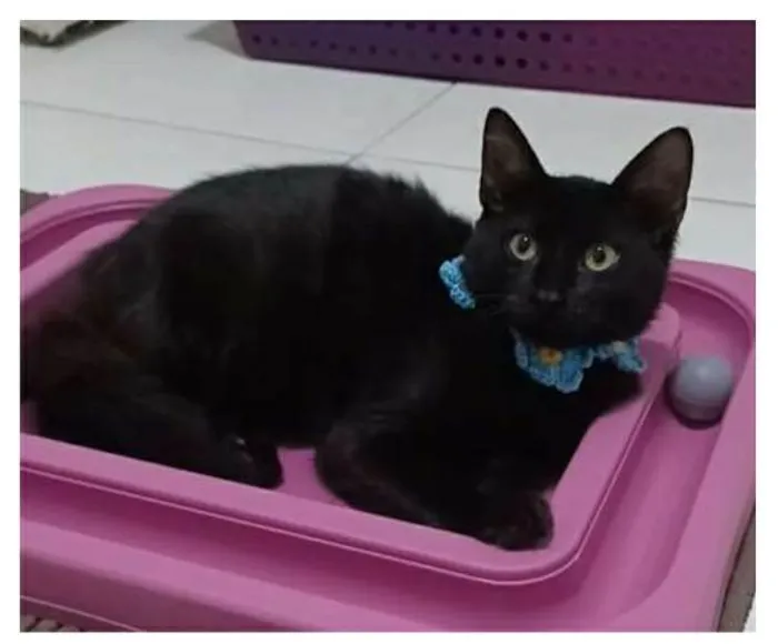Gato ra a srd idade 2 a 6 meses nome DALILA