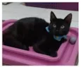 DALILA