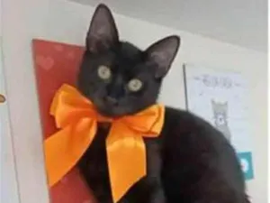 Gato raça srd idade 2 a 6 meses nome DALILA