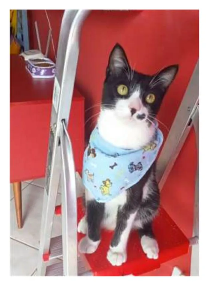 Gato ra a srd frajolinha  idade 7 a 11 meses nome LEVI