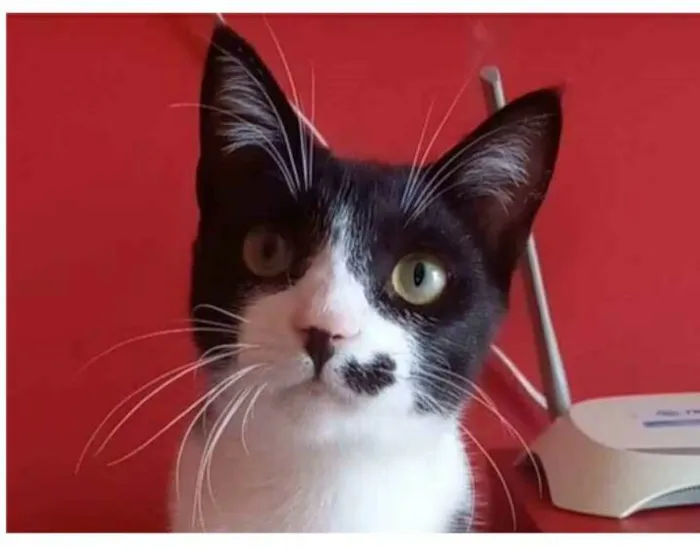 Gato ra a srd frajolinha  idade 7 a 11 meses nome LEVI