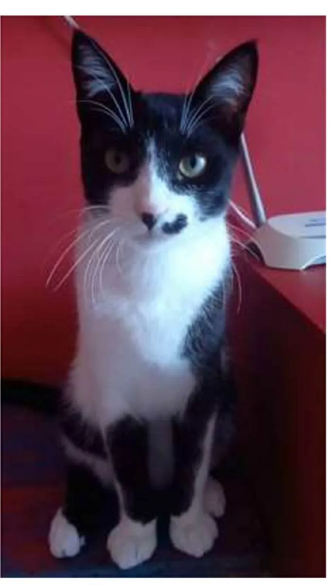Gato ra a srd frajolinha  idade 7 a 11 meses nome LEVI