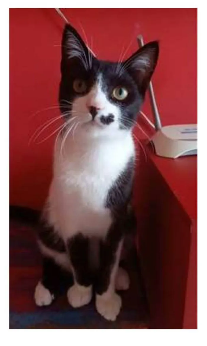 Gato ra a srd frajolinha  idade 7 a 11 meses nome LEVI