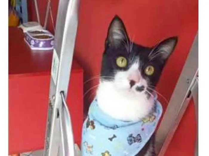 Gato ra a srd frajolinha  idade 7 a 11 meses nome LEVI