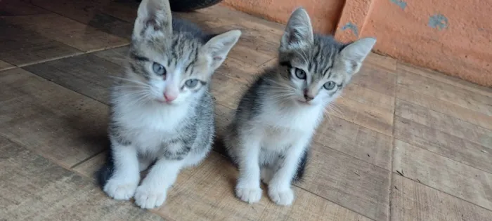 Gato ra a  idade Abaixo de 2 meses nome Gatona e bebês 