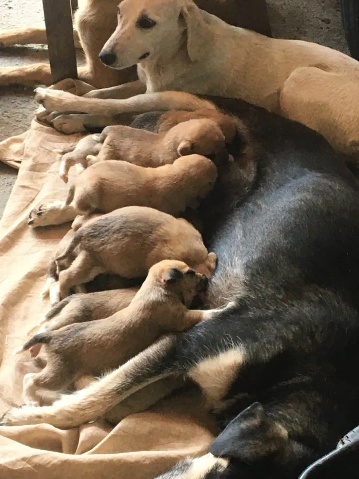 Cachorro ra a Vira-lata  idade Abaixo de 2 meses nome Cachorrinhos