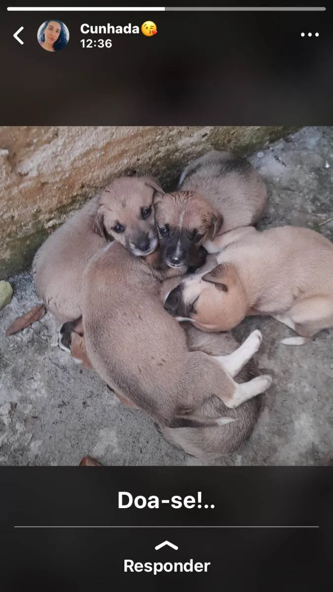 Cachorro ra a Vira-lata  idade Abaixo de 2 meses nome Cachorrinhos