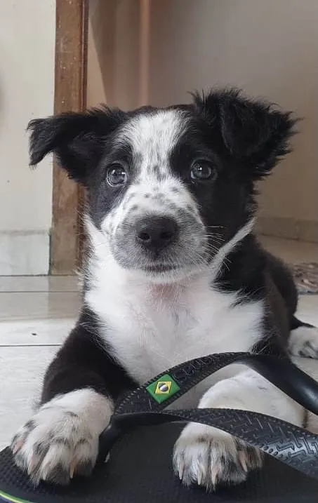 Cachorro ra a Border Collie com vira lata  idade 2 a 6 meses nome Ayla