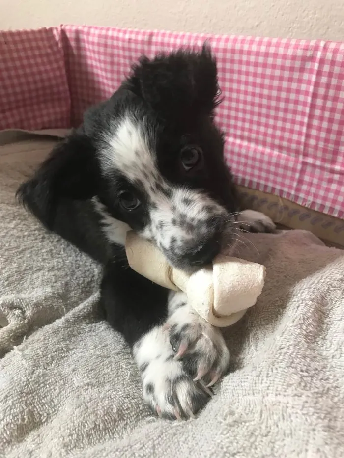 Cachorro ra a Border Collie com vira lata  idade 2 a 6 meses nome Ayla