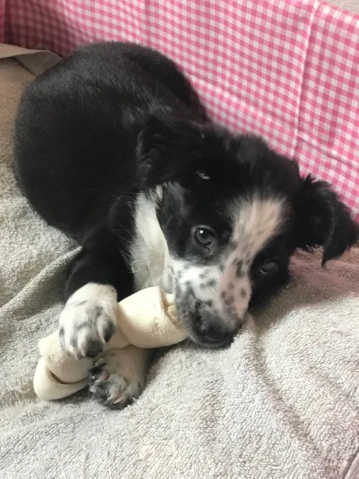 Cachorro ra a Border Collie com vira lata  idade 2 a 6 meses nome Ayla