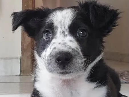 Cachorro ra a Border Collie com vira lata  idade 2 a 6 meses nome Ayla