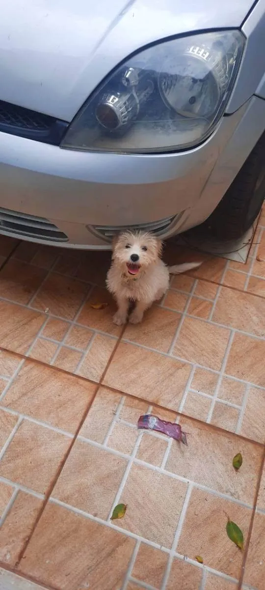 Cachorro raça sem raça idade 2 a 6 meses nome Wendy