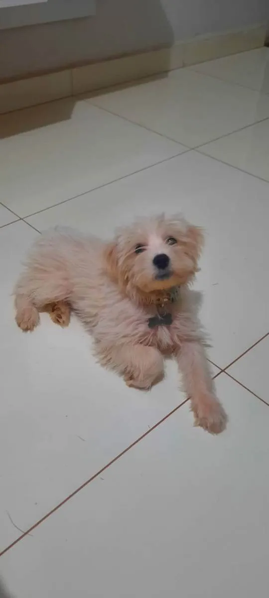 Cachorro raça sem raça idade 2 a 6 meses nome Wendy