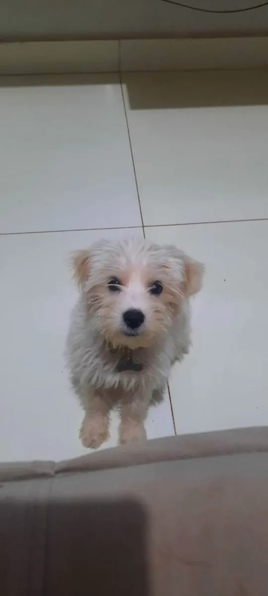 Cachorro raça sem raça idade 2 a 6 meses nome Wendy