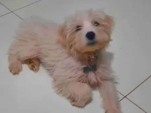 Cachorro raça sem raça idade 2 a 6 meses nome Wendy