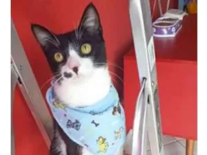 Gato raça srd frajolinha  idade 7 a 11 meses nome LEVI