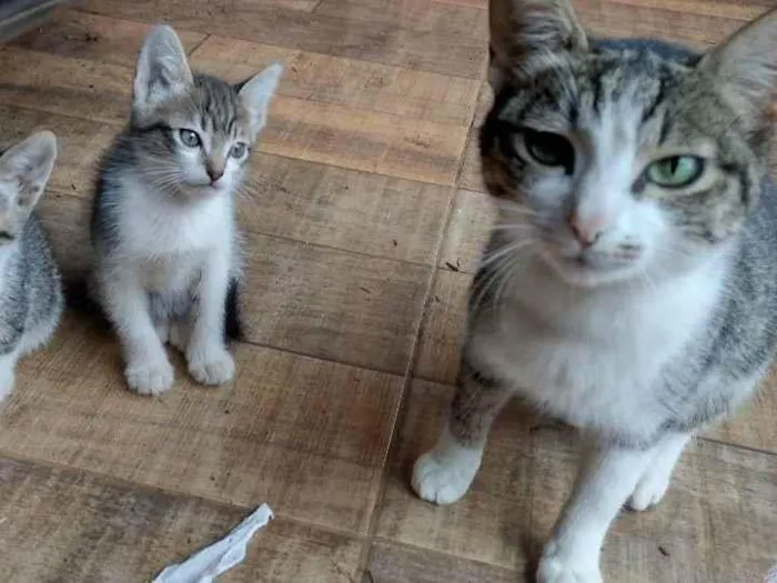 Gato ra a  idade Abaixo de 2 meses nome Gatona e bebês 