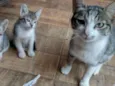 Gatona e bebês