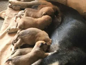 Cachorro raça Vira-lata  idade Abaixo de 2 meses nome Cachorrinhos