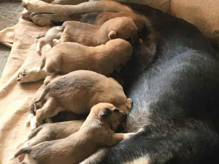 Cachorro ra a Vira-lata  idade Abaixo de 2 meses nome Cachorrinhos