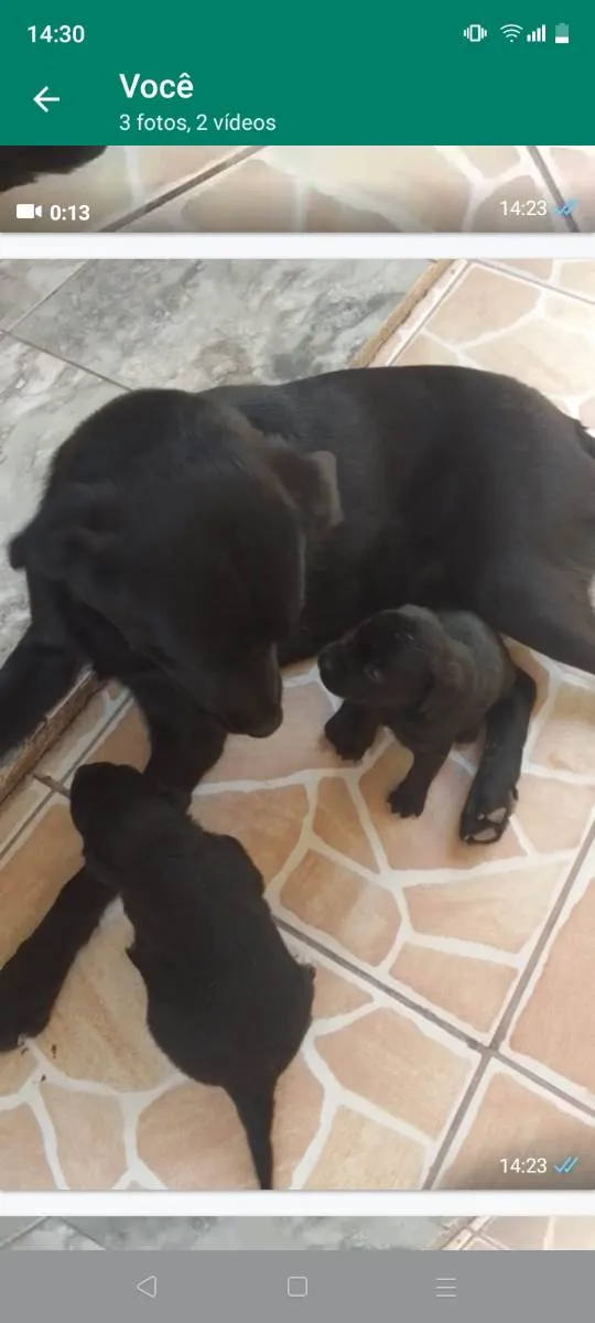 Cachorro ra a Vira lata com labrador idade Abaixo de 2 meses nome Filhotinho 30 dias