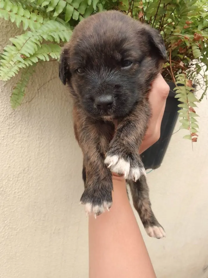 Cachorro ra a Vira lata com labrador idade Abaixo de 2 meses nome Filhotinho 30 dias