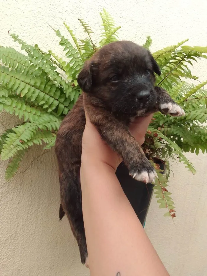 Cachorro ra a Vira lata com labrador idade Abaixo de 2 meses nome Filhotinho 30 dias