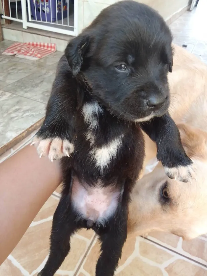 Cachorro ra a Vira lata com labrador idade Abaixo de 2 meses nome Filhotinho 30 dias