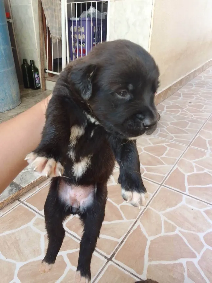 Cachorro ra a Vira lata com labrador idade Abaixo de 2 meses nome Filhotinho 30 dias