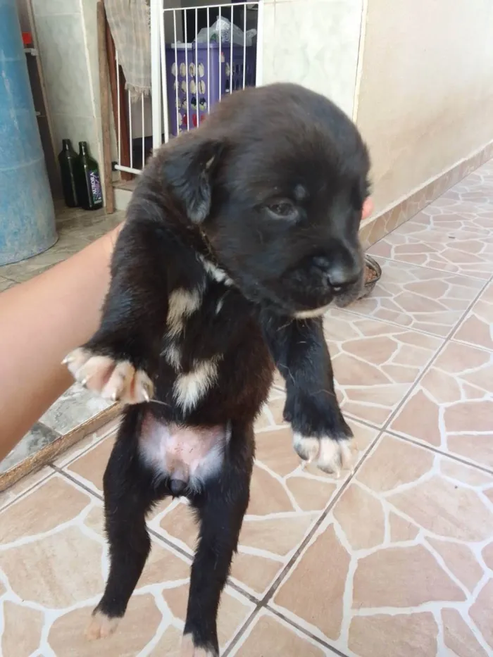 Cachorro ra a Vira lata com labrador idade Abaixo de 2 meses nome Filhotinho 30 dias