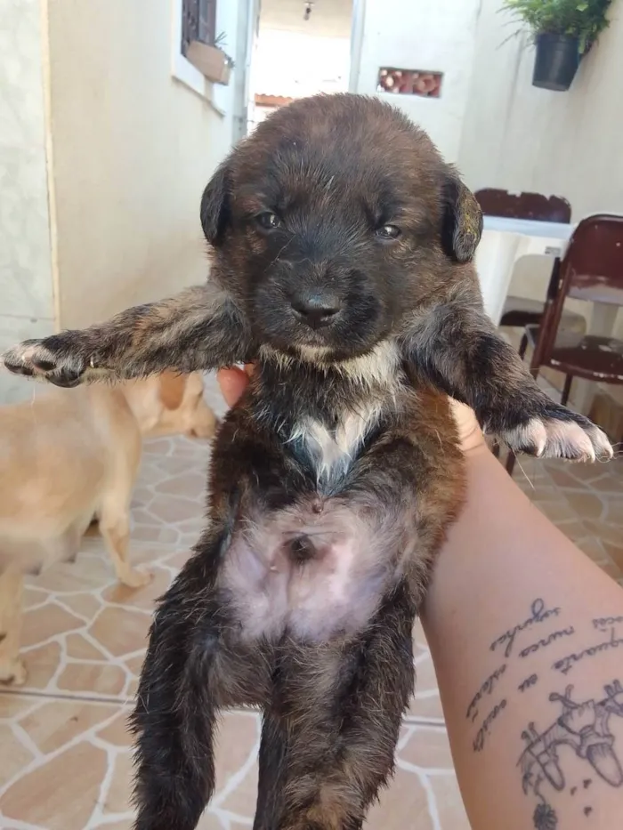 Cachorro ra a Vira lata com labrador idade Abaixo de 2 meses nome Filhotinho 30 dias