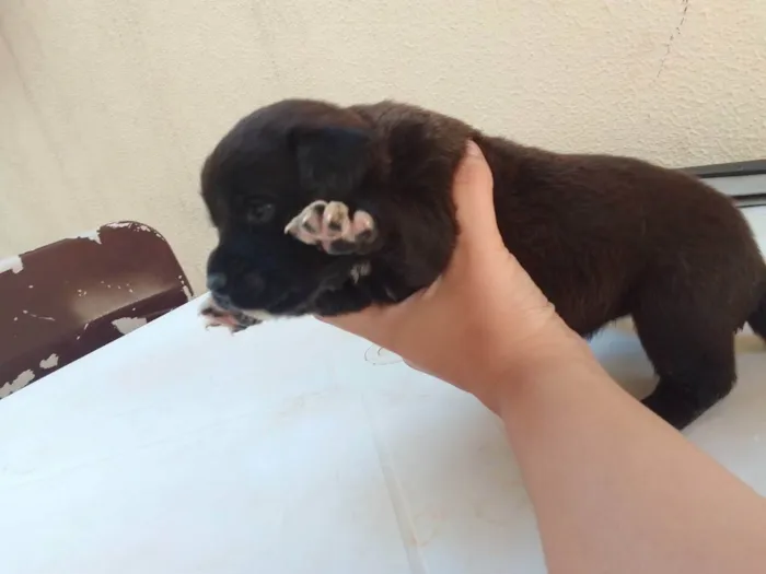 Cachorro ra a Vira lata com labrador idade Abaixo de 2 meses nome Filhotinho 30 dias