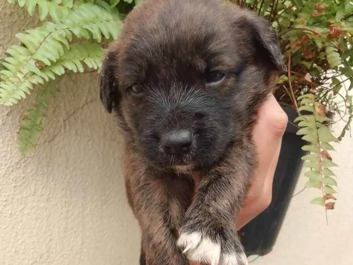 Cachorro ra a Vira lata com labrador idade Abaixo de 2 meses nome Filhotinho 30 dias