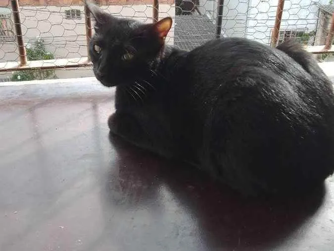 Gato ra a vira latas idade 7 a 11 meses nome kodão