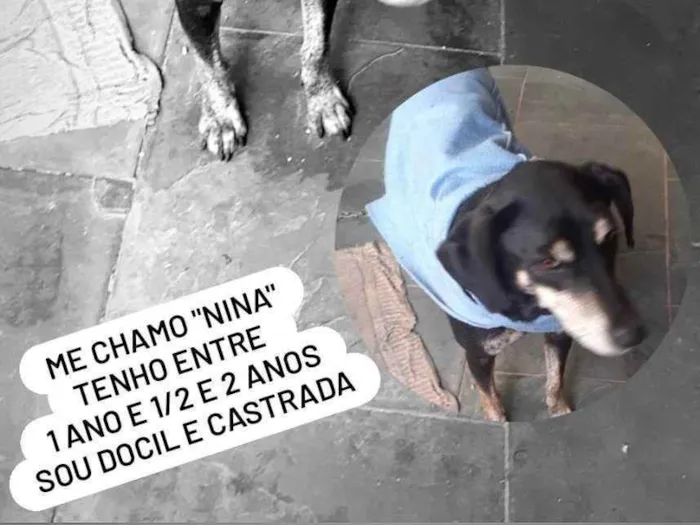 Cachorro ra a Vira lata idade 1 ano nome Nina